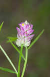 Purple milkwort